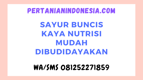 Sayur Buncis Kaya Nutrisi Mudah Dibudidayakan
